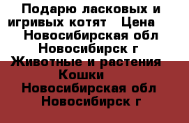 Подарю ласковых и игривых котят › Цена ­ 1 - Новосибирская обл., Новосибирск г. Животные и растения » Кошки   . Новосибирская обл.,Новосибирск г.